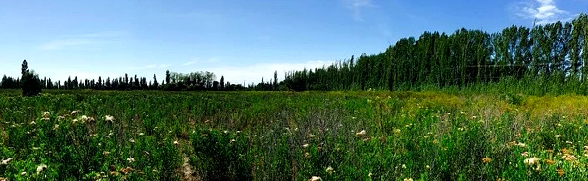 Open field on the Rama Caída estate with poplar windbreak